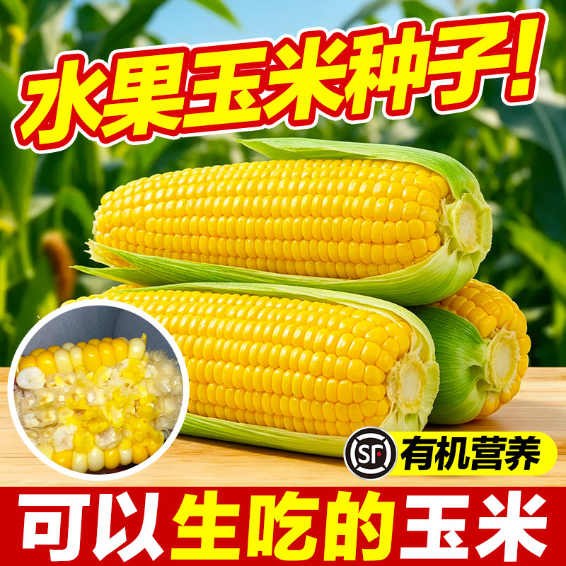 水果玉米种子生吃熟食皆可芽率高图片