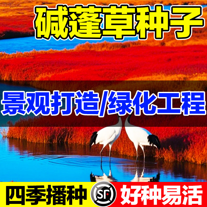 碱蓬草种子耐盐碱治理土壤改良红色翅碱蓬卤蓬土壤沙荒地绿化种籽