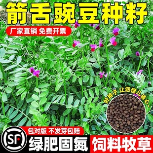 箭舌野豌豆种子四季高产光叶紫花苕草种籽毛苕子牧草果园绿肥草籽