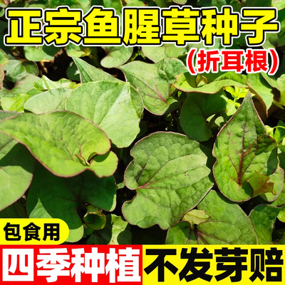 鱼腥草种子四季种植发芽率高
