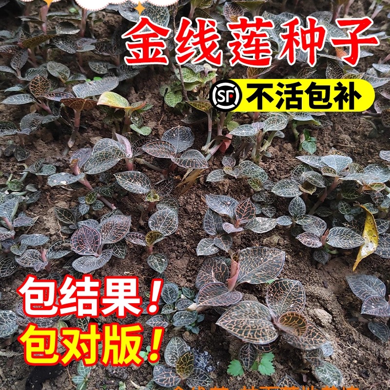金线莲种子发芽率高包对版包结果