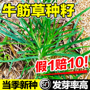 牛筋草种籽耐热耐旱耐践踏草坪草籽护坡固土工程四季常青绿化种子