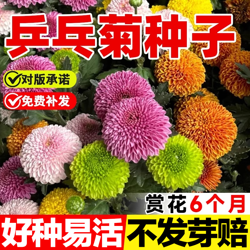 乒乓菊花种子四季可种包对版