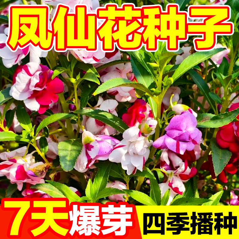 凤仙花种子重瓣茶花指甲花向日葵易活庭院种植四季播种花卉种籽孑