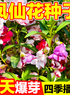 凤仙花种子重瓣茶花指甲花向日葵易活庭院种植四季播种花卉种籽孑