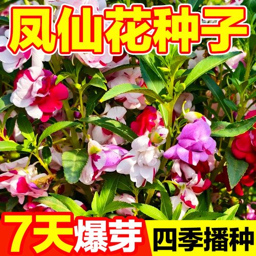 凤仙花种子7天爆芽四季播种