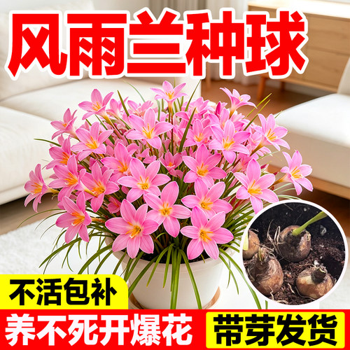 风雨兰种球批发四季开花发芽率高