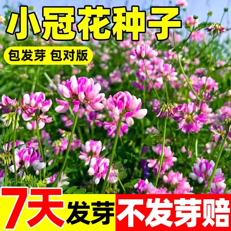 小冠花种子发芽率高耐寒耐旱
