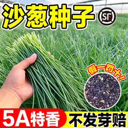 沙葱种子内蒙古野生正宗实心沙葱旗舰店小香胡葱阳台庭院四季种植