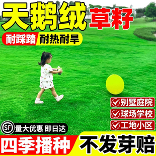 天鹅绒草坪草籽高档矮生四季青种子耐寒耐旱耐践踏草庭院别墅绿化