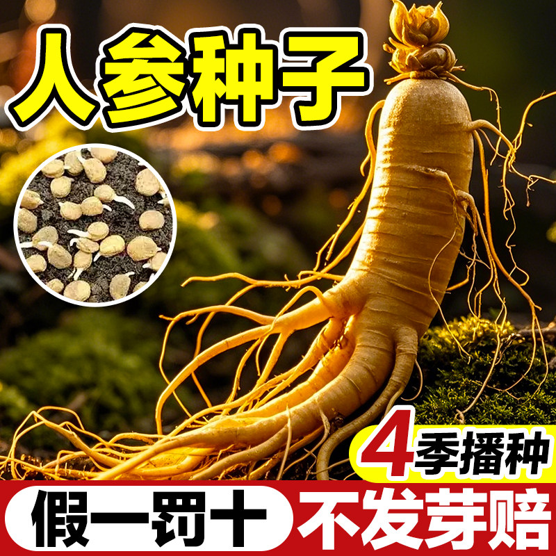 人参种子长白山野生官方旗舰店东北四季易种中药材阳台庭院易活种