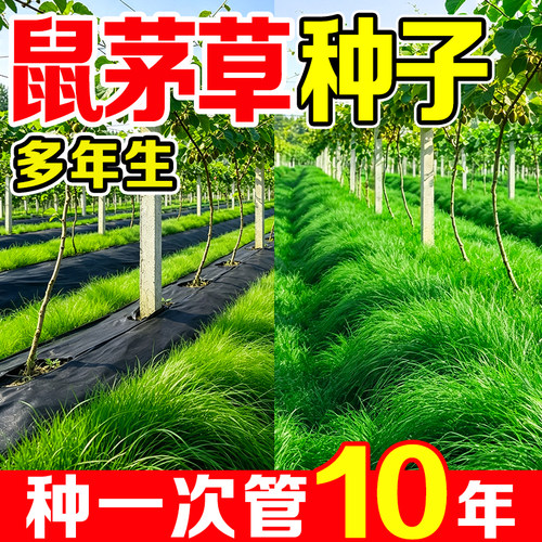 多年生鼠茅草草籽果园抑制杂草种