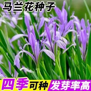 马兰花种子多年生宿根耐寒耐盐碱花卉植物马蔺马莲花籽护山坡荒地
