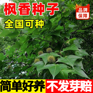 枫香种子林木种子枫香树种子四季庭院风景树阳台花卉种籽绿化种籽