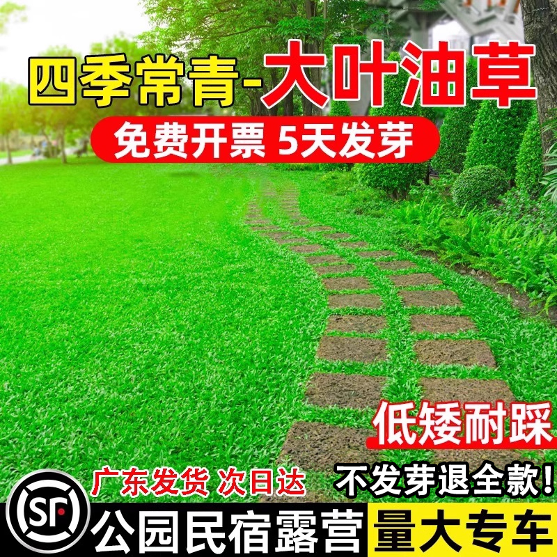 大叶油草草籽四季常青低矮耐踩