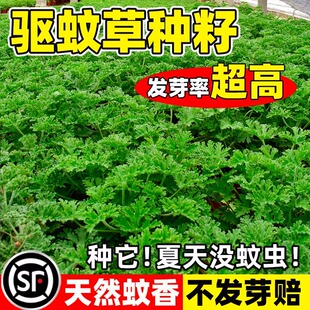 驱蚊草花种籽子开花艾草罗勒薄荷庭院室内外阳台四季播种