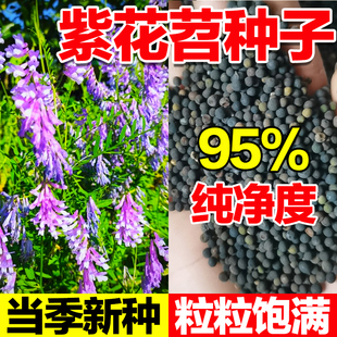 紫花苕子种子家禽喜食高蛋白饲用绿肥光叶四季高产牧草毛苕子草籽