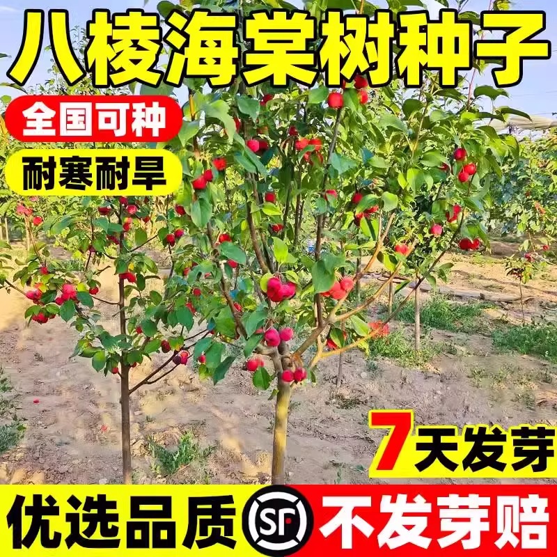 八棱海棠树种子耐寒耐旱发芽率高