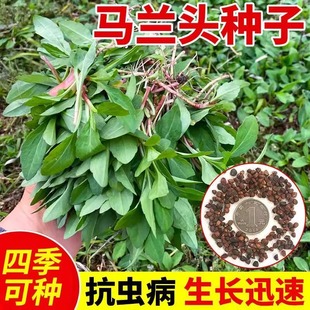 马兰头种子易种菜园阳台盆栽农家老品种马兰头蔬菜种子菜籽四季播