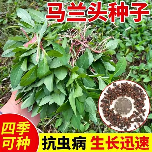 马兰头种子四季可种生长迅速