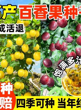 百香果种子四季可种当年结果