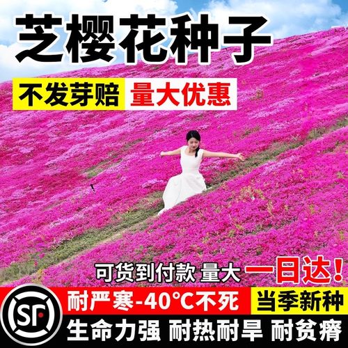 芝樱花种籽当季新种耐热耐旱