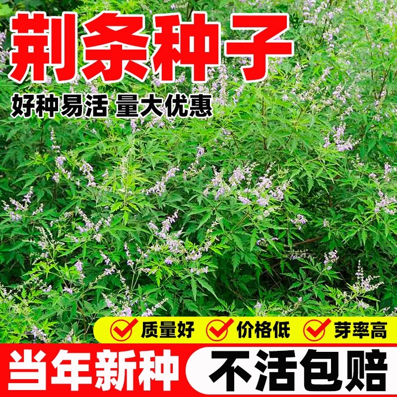 荆条种子当季新种好种易活