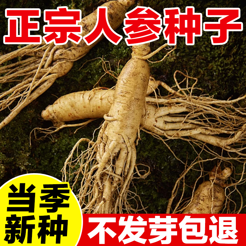 人参种子当季新种发芽率高