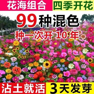 易种格桑花籽百日草庭院室外 野花组合波斯菊种子耐寒多年矮生四季