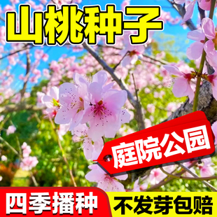 山桃种子龙纹桃核新采野生山桃种子山桃胡核京桃核护坡种桃树种籽