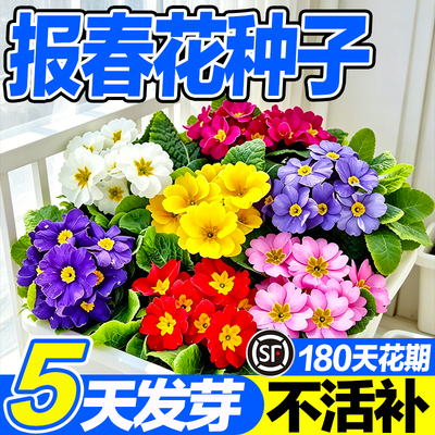 报春花种子发芽率高好种易活