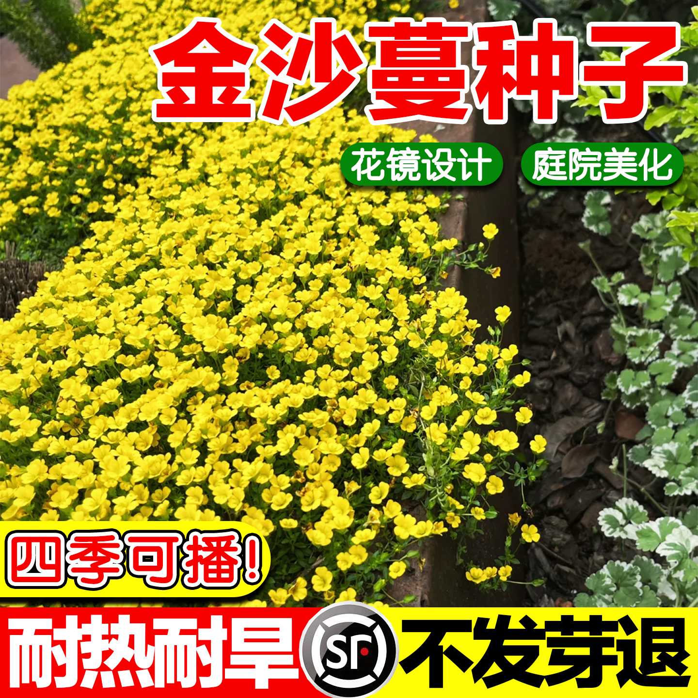 金沙蔓种子四季可播发芽率高