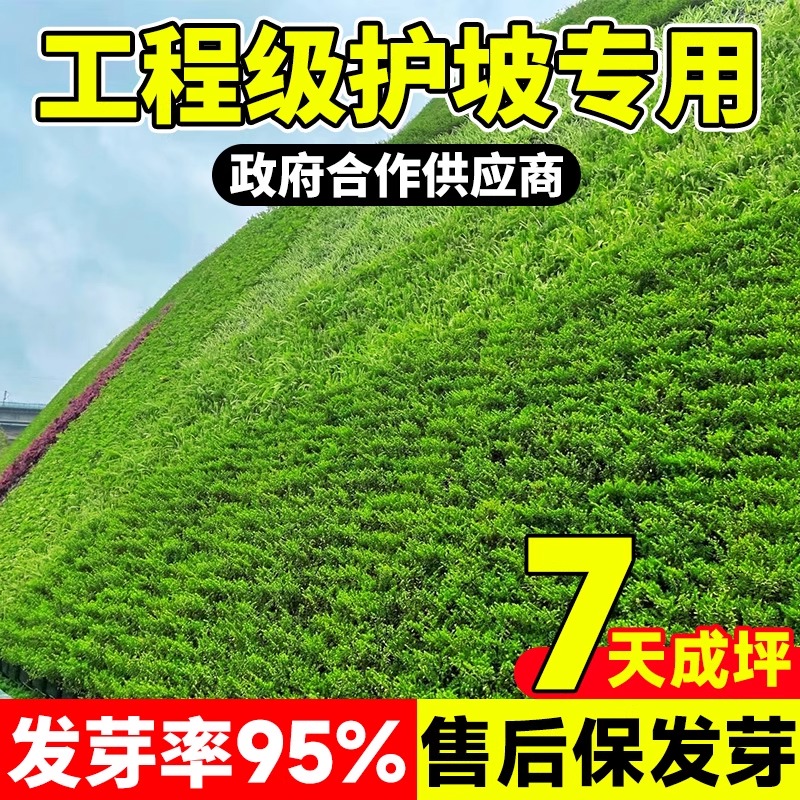 护坡固土耐热耐旱边坡绿化草坪种子免修剪黑麦草种籽四季常青草籽