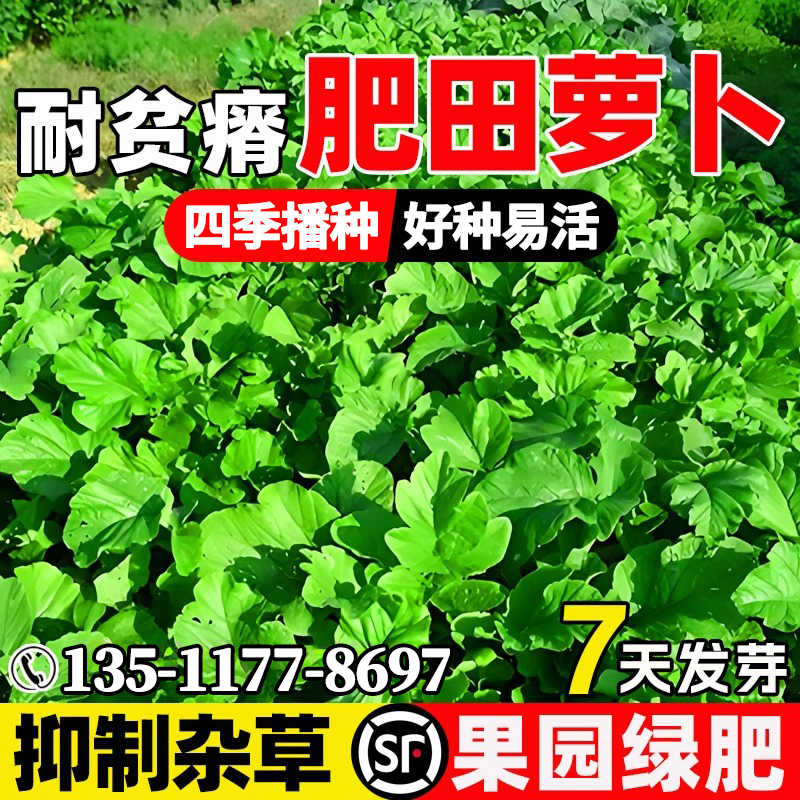 肥田萝卜种子抑制杂草四季播种