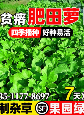 肥田萝卜种子改良土壤抑制杂草籽四季高产天然绿肥作物耐寒牧草籽