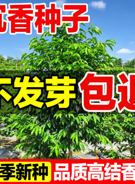 奇楠沉香种子易发芽四季快速结香
