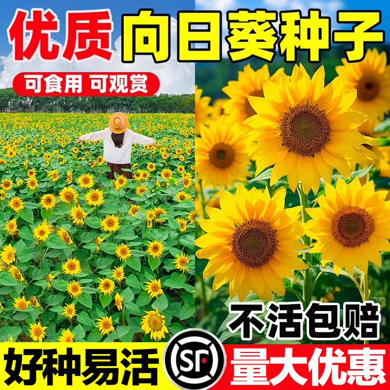 向日葵种子种孑向日葵籽阳台盆栽观赏食用葵花籽四季播种开花高杆,鲜花速递/花卉仿真/绿植园艺,家庭园艺种子,淘宝优惠券,粉丝福利购,淘宝优惠卷