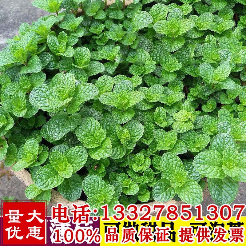 可食用薄荷种仔籽子种子自种易活四季家种孑驱蚊猫薄荷鱼香草苗