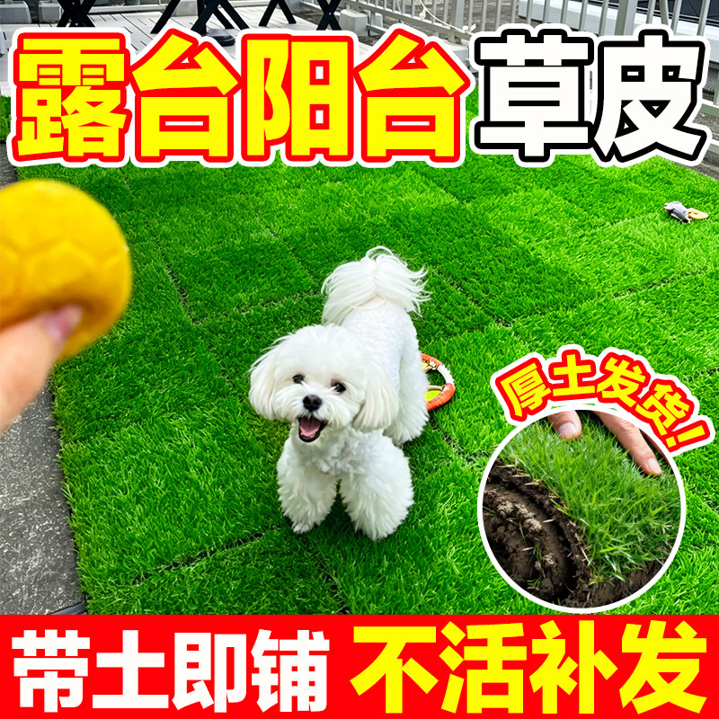露台阳台草皮带土四季常青免修剪图片