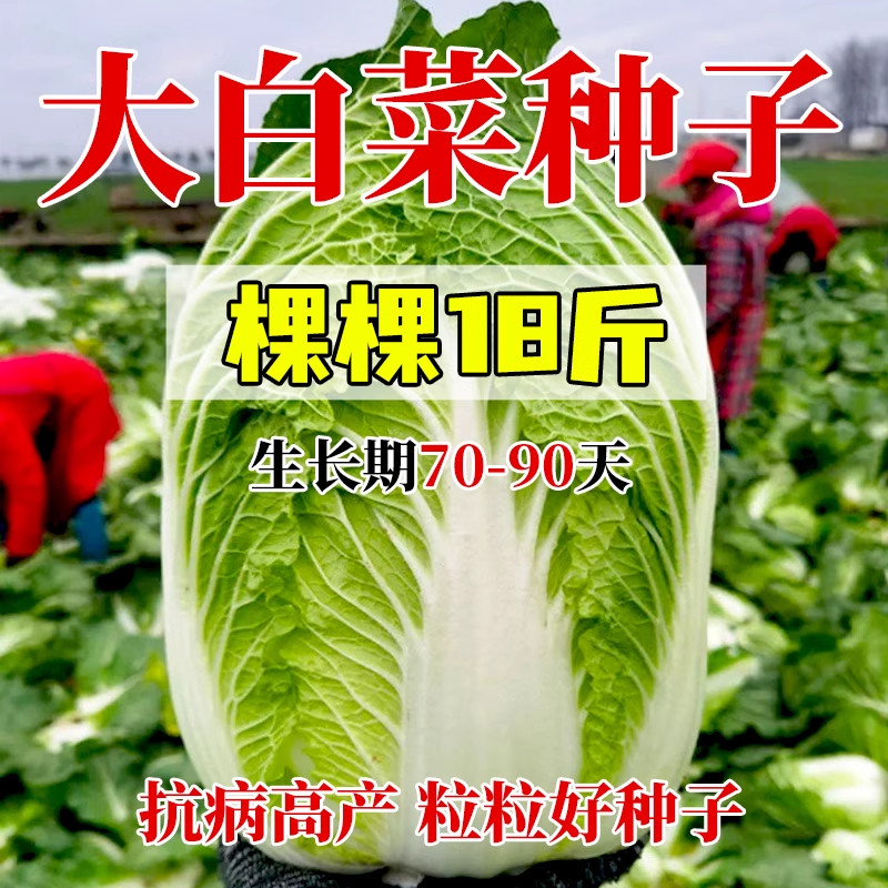 大白菜种子抗病高产发芽率高图片