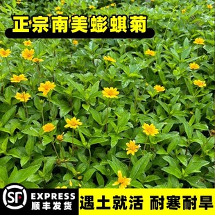 蟛蜞菊种子黄花墨菜黄花龙舌草野菊花田黄菊南美蟛蜞菊种子
