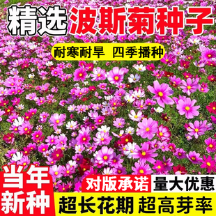 波斯菊花种子格桑花花种籽子庭院野花种子四季扫帚梅播种易活花籽