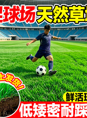 足球场带厚土真草皮现挖四季常青