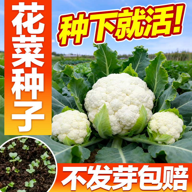 花菜种子青梗花椰菜白花菜有机紫花菜种籽大全秋季蔬菜松花菜种子