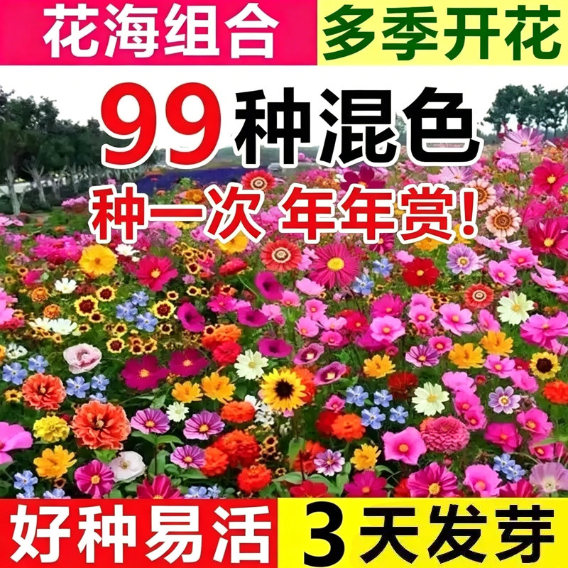 野花组合耐寒四季播种全国可种图片