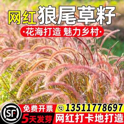 狼尾草种子成活率高耐寒耐旱