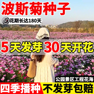 波斯菊花种籽子易活庭院室外种孑籽四季播种开花花卉矮杆格桑花籽