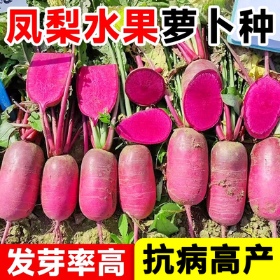 凤梨水果萝卜种发芽率高抗病高产