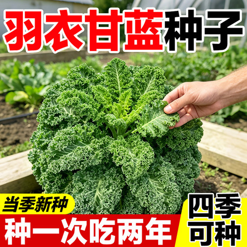 羽衣甘蓝种子四季可种芽率高大颗