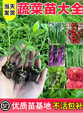 蔬菜苗根系发达成活率高